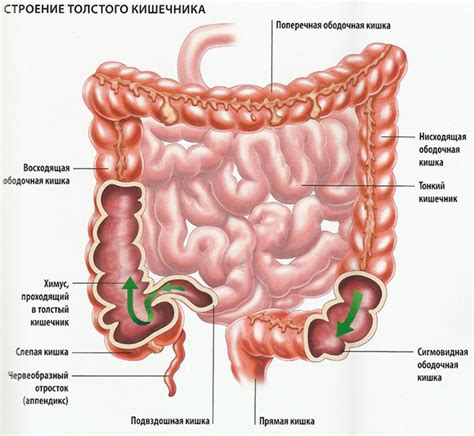 Опущенный кишечник