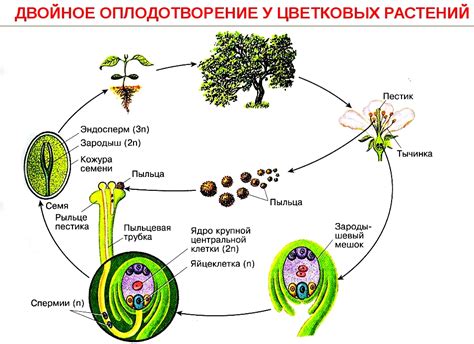 Опыление растений: как происходит и его роль в развитии растений