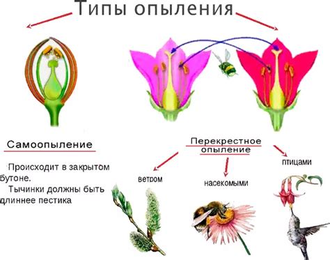 Опыление растений: процесс, значение и механизмы