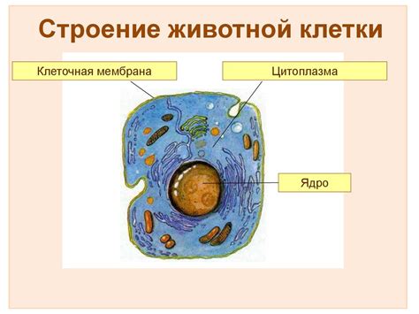 Организация и строение клеток и тканей тела