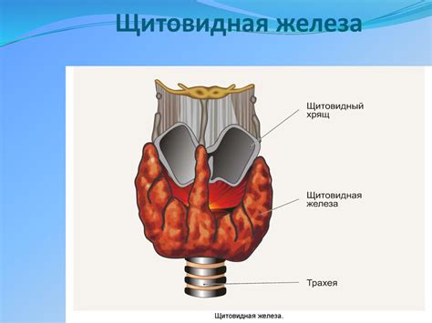 Организация и строение щитовидной железы