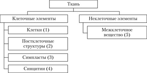 Организация тканей