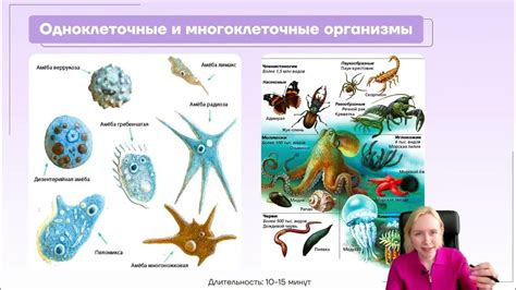 Организм аэроб: понятие и значение