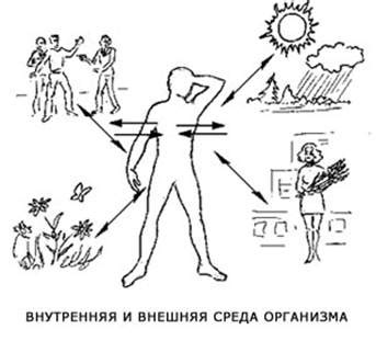 Организм и эстрогеноподобные вещества: влияние на жизнедеятельность