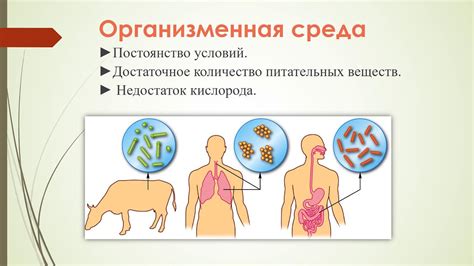 Организм как среда обитания: влияние на жизнь