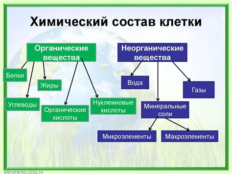 Органические вещества клетки: понятие и роль