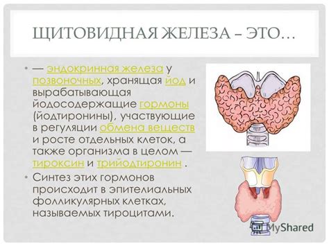 Органический йод и щитовидная железа: влияние на работу организма