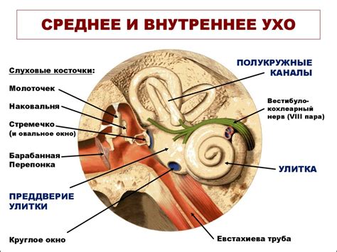 Органы, входящие в состав среднего уха