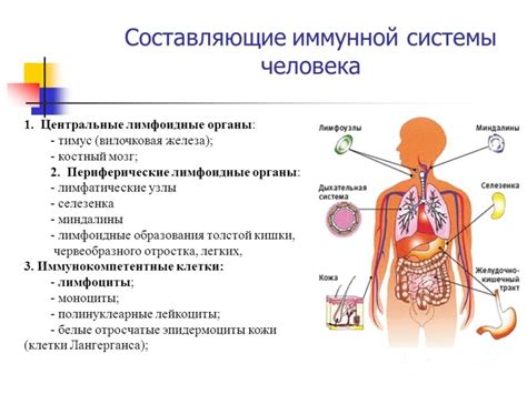 Органы, ответственные за метаболизацию