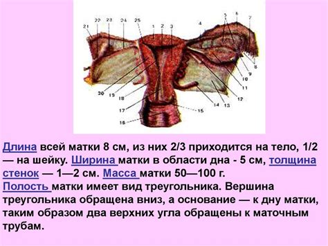 Органы, связанные с ретикулированным