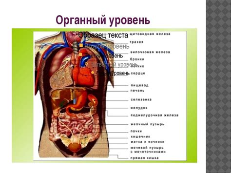 Органы Якобсона