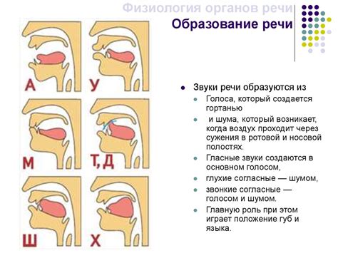 Органы артикуляции, участвующие в формировании переднеязычного звука