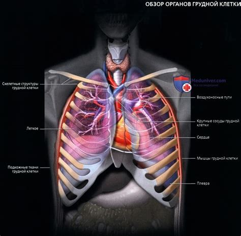 Органы грудной клетки взрослого человека и возрастные изменения