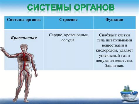 Органы и их функции