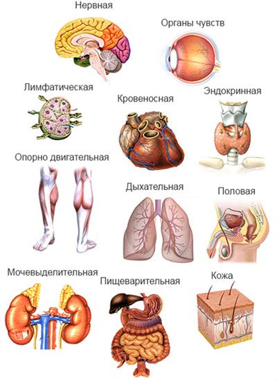 Органы и системы: поддержка и восстановление поживой пищей