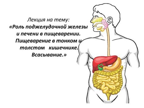 Органы участвующие в процессе экреторного деятельности поджелудочной железы