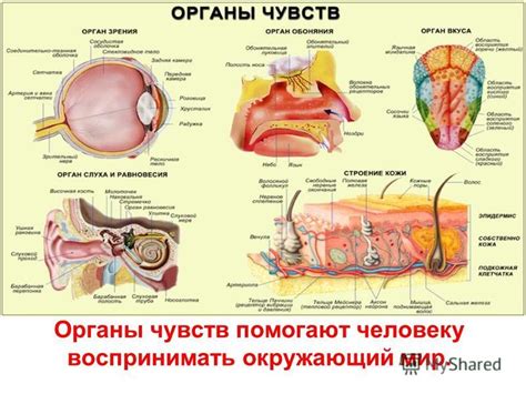 Органы чувств в животном мире