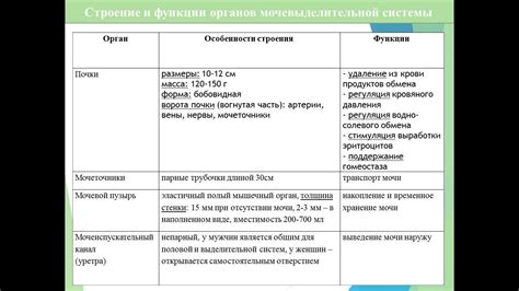 Орган Якобсона: особенности его строения и функции