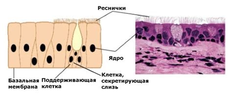 Ороговевающий эпителий: понятие, значение и влияние на организм