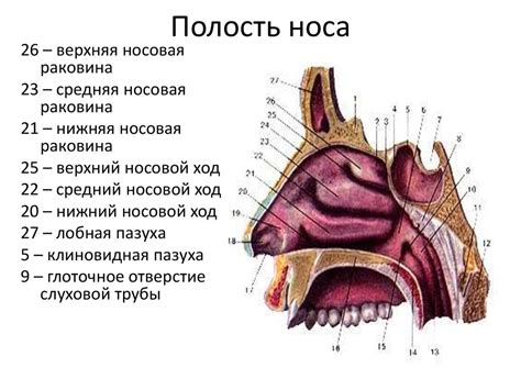 Орошение полости носа: сущность и процесс