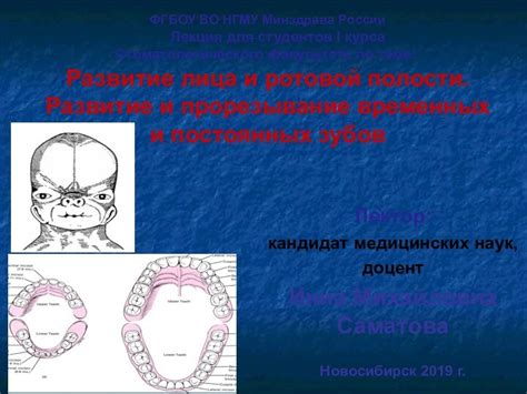 Ортодонтическая пустышка: эффект на развитие ротовой полости