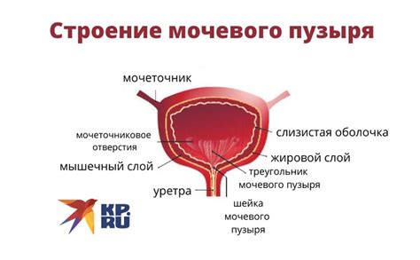 Осадок мочевого пузыря: что это значит?