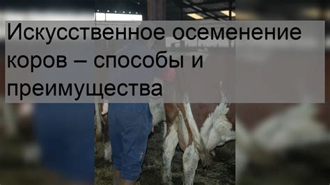 Осеменение коров: сущность и процесс