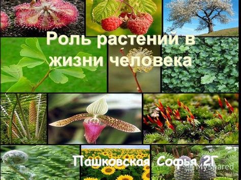 Осенние слезы и природа: какова их роль в жизни растений?