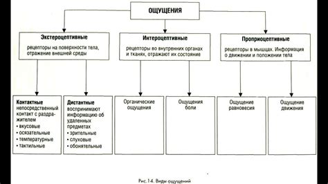 Осетр: связь с материальным миром