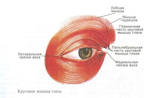 Ослабление глазных мышц