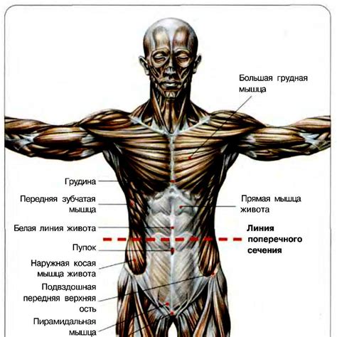 Ослабление мышц пресса