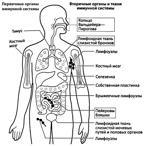 Ослабленная иммунная система и риск инфекций