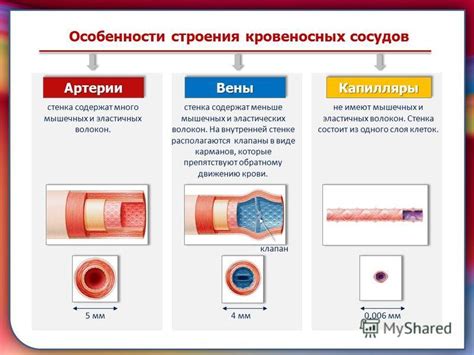 Ослабленная стенка кровеносных сосудов