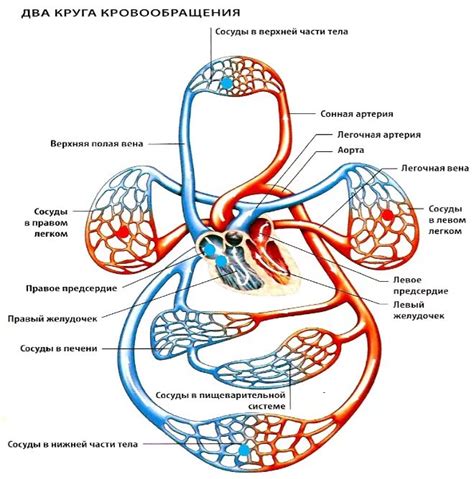 Ослабленная циркуляция крови