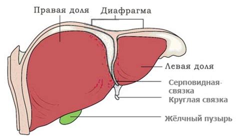 Осложнения острого нижнего края печени