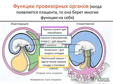 Осложнения увеличения толщины хориона