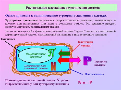 Осмотическое давление в клетках растений