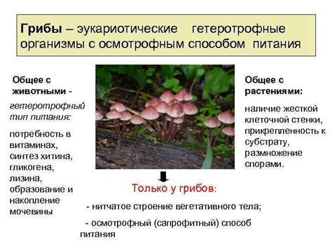 Осмотрофный тип питания