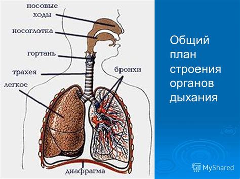 Осмотр органов чувств и системы дыхания