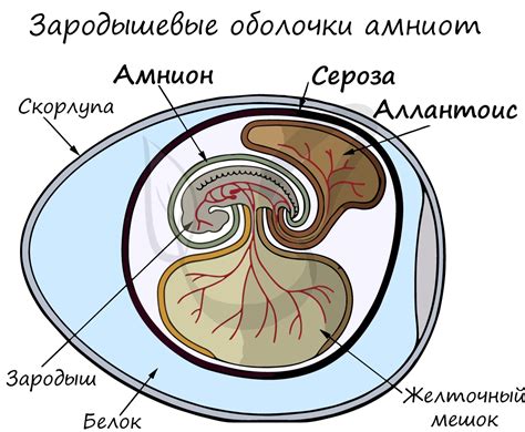 Основания для создания трехслойных животных