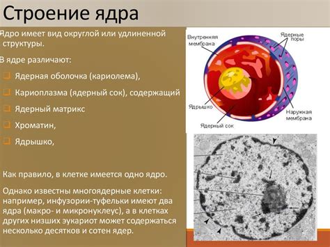 Основная функция полиморфного ядра