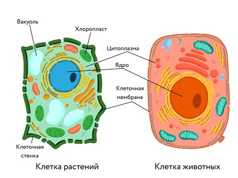 Основные виды паренхимных клеток