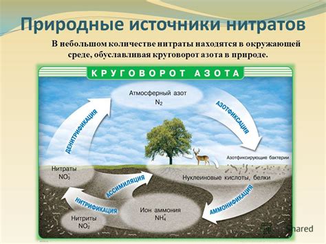 Основные источники нитратов в окружающей среде