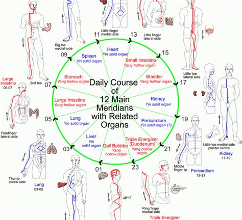 Основные меридианы в традиционной китайской медицине