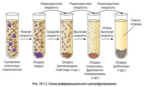 Основные методы выращивания клеток в лаборатории