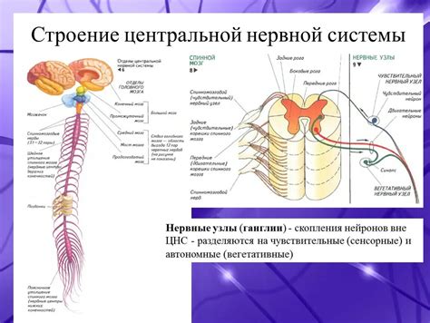 Основные механизмы возбуждения центральной нервной системы