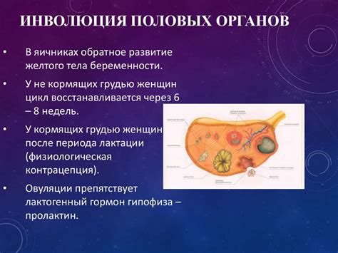 Основные моменты наступления позднего послеродового периода