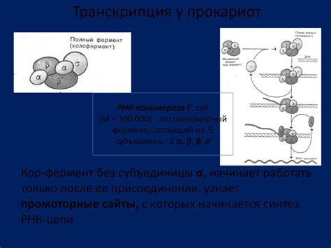 Основные направления биологии: от молекулярной до экологической