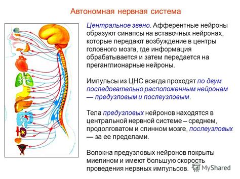 Основные особенности Схс