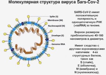 Основные особенности SARS-CoV-2